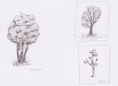 /album/galerie-dessins/essais-graphisme-arbres-jpg1/